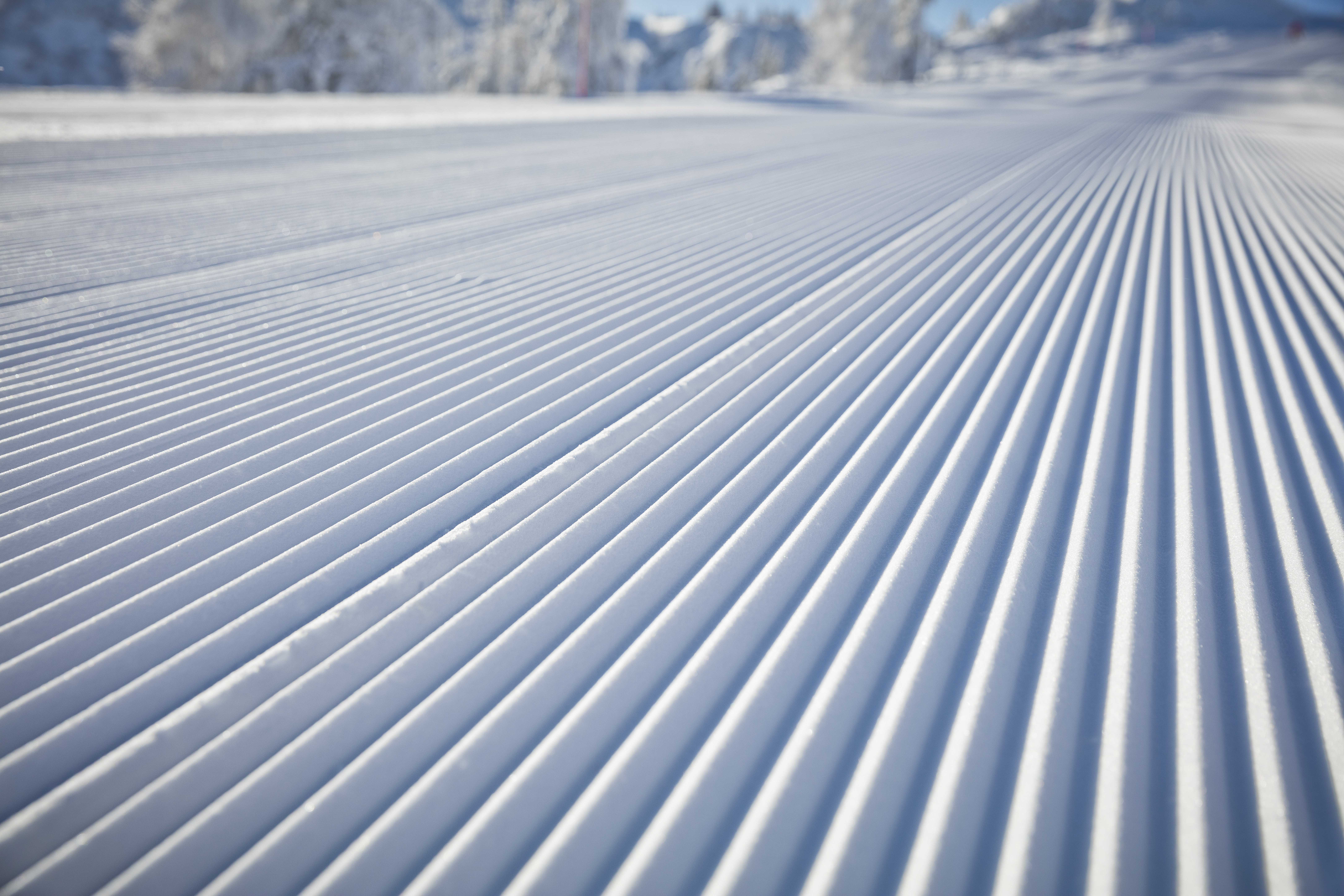 Piste de ski damée avec des lignes parallèles parfaites dans la neige fraîche. Paysage hivernal ensoleillé avec des arbres enneigés au loin.